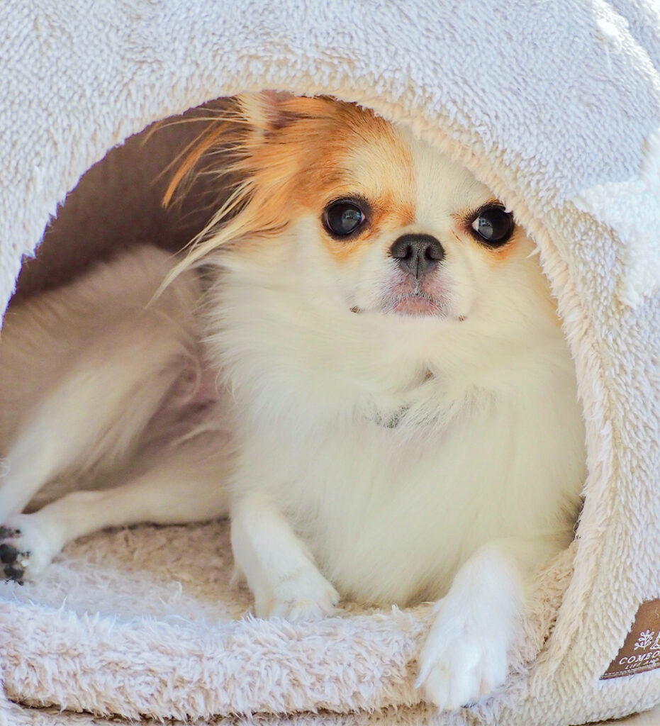 ドームの中から見つめる小型犬