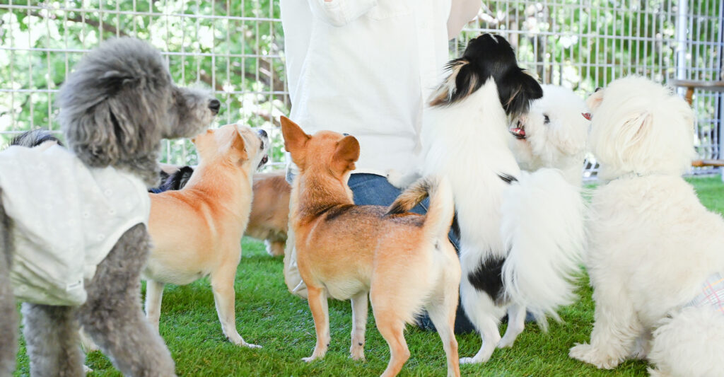 広場で集まる犬