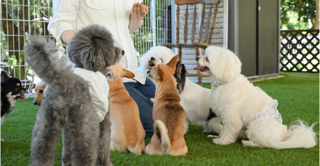 スタッフの周りに集まる犬